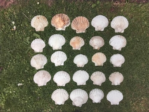 Curved scottish scallop - scottish,