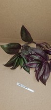 Tradescantia FIRE CRACKER cuttings/Easy To Grow Indoor Plant