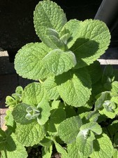 Apple Mint Plant in 9cm Pot