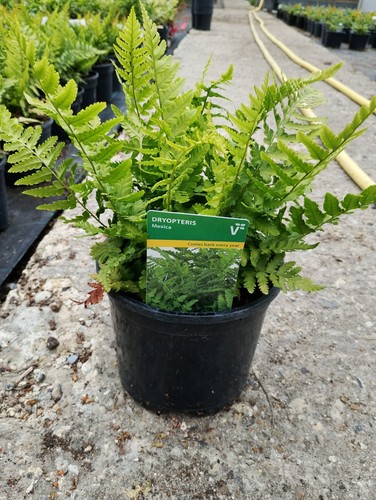 Fern mexica indoor outdoor - fern,