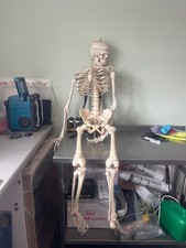 stan human skeleton 