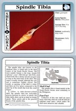 Spindle Tibia #15.09 - Shells & Coral - Treasures Of The Earth Grolier Card
