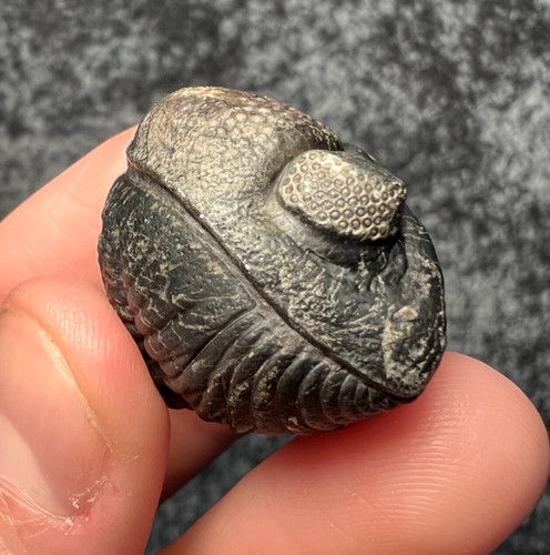 Pedinopariops trilobite fossil - pedinopariops,