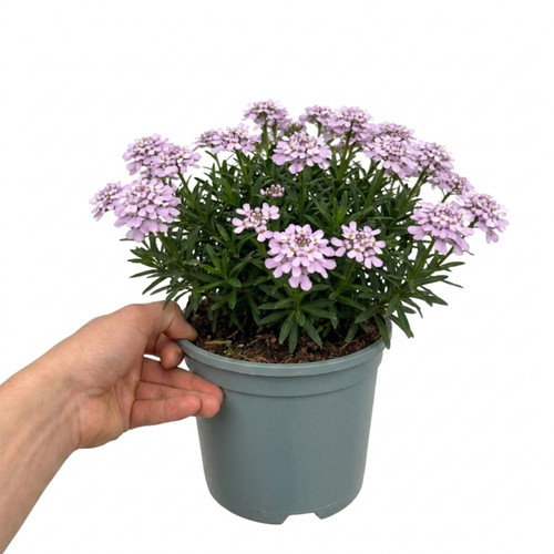 Iberis mermaid lavender - iberis,