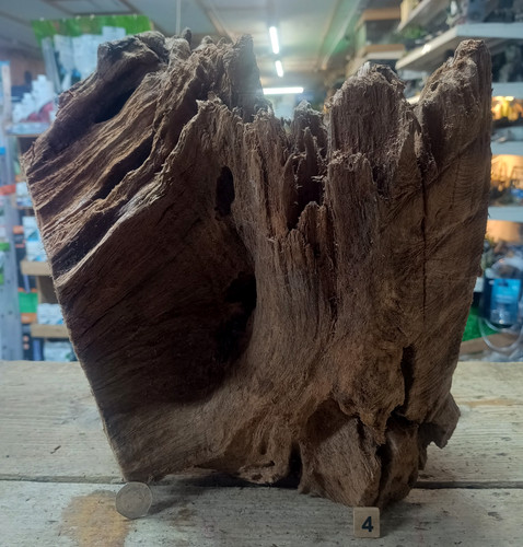 Large mangrove 68cm - 31-68cm, root
