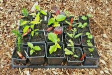 Rare and Unusual Tree Collection-Multibuy Discount-Bonsai Ready -Plant Passports