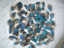 Macaw parrot blue gold - macaw, blue/gold