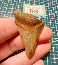 Fossil Megalodon Shark Tooth -
