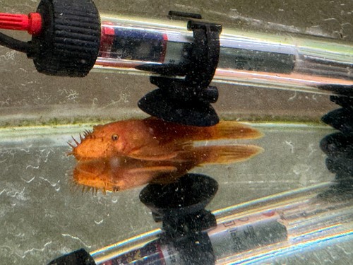 Super red bushynose pleco - red,