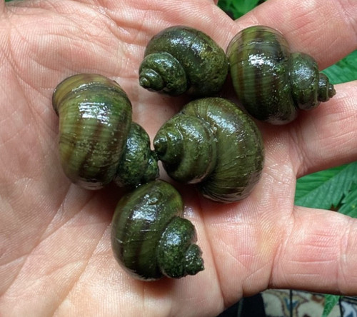 Mystery snails asian ringed - mystery,
