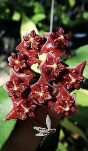 Hoya lobii dark - hoya, potted