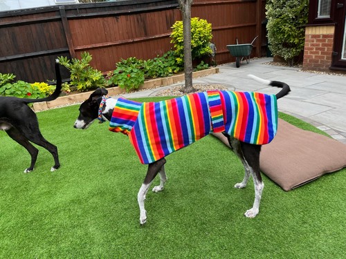 Double fleece dog coat - dog,