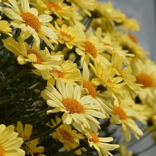 Argyranthemum plug plants