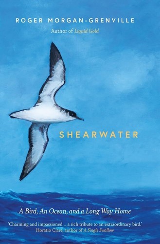 Shearwater bird ocean and - an,