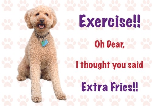 Funny labradoodle dog vinyl - dog,