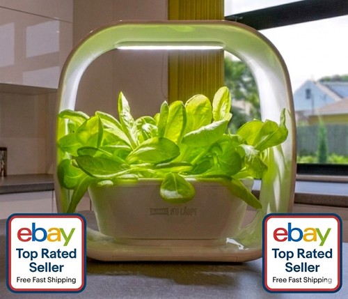 Plant herb garden indoor - herb,