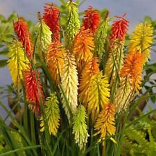Pack x6 Dwarf Red Hot Poker Kniphofia 'Popsicle Mixed Perennial Plug Plants