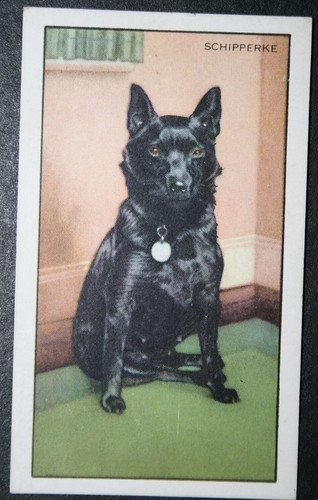 Schipperke belgian barge - schipperke,