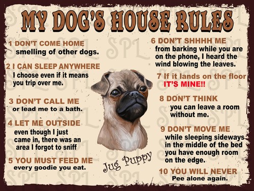 Jug puppy dog house rules - puppy, dog's