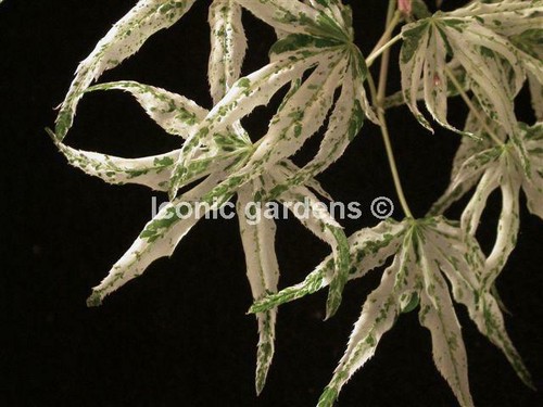 Rare japanese maple cultivar - maple,