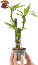 1 X Baby Lucky Bamboo Plant -