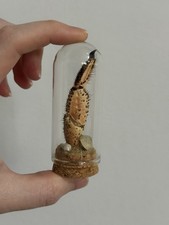 Crab Leg & Sea Shell Display