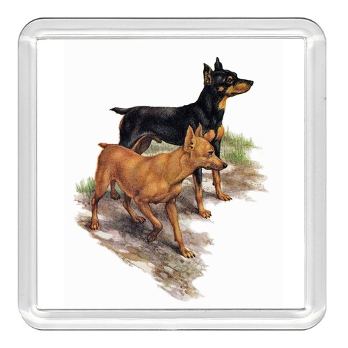 Miniature pinscher min - miniature, pin
