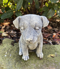 Jack Russell Dog Puppy