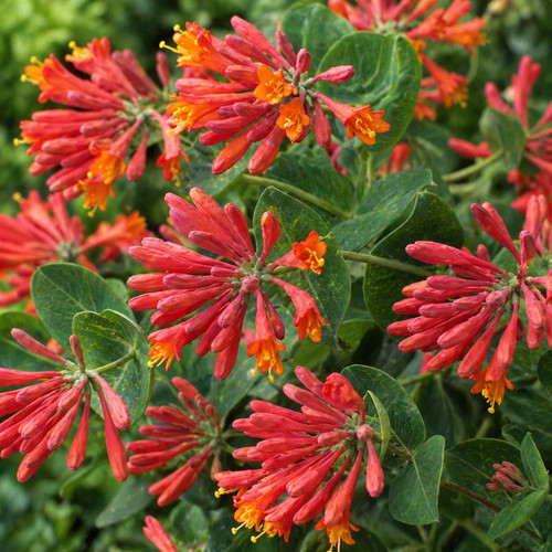 Honeysuckle dropmore scarlet - honeysuckle,