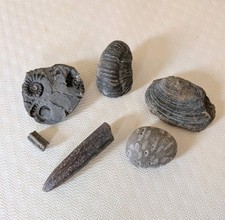 Jurassic Marine Fossil