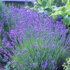 2  x Scented English Lavender Munstead Lavandula Hardy Perennial in 1 LTR  pots