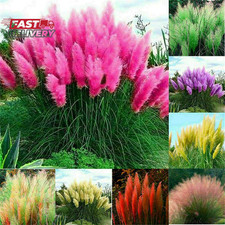 100+ Pcs Pampas Mix Color