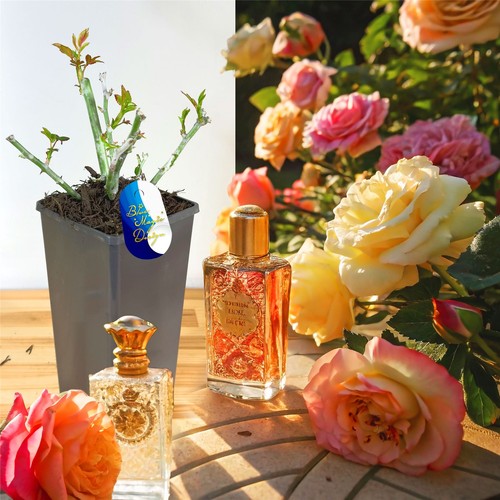 Perfume bush rose flower - perfume,