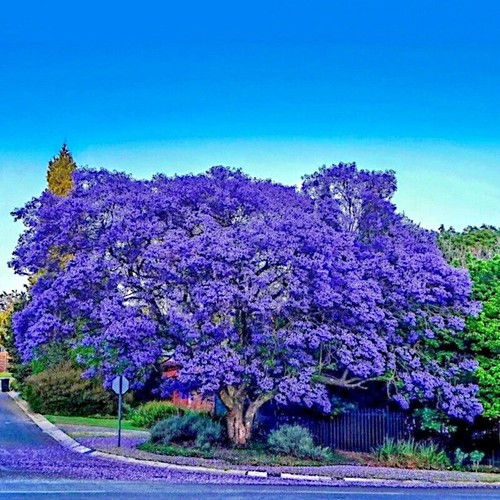 Jacaranda fern tree seeds - fern,