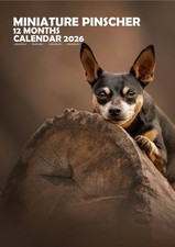 Miniature Pinscher A3 2026