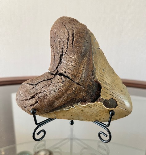 Very large tooth - very, from