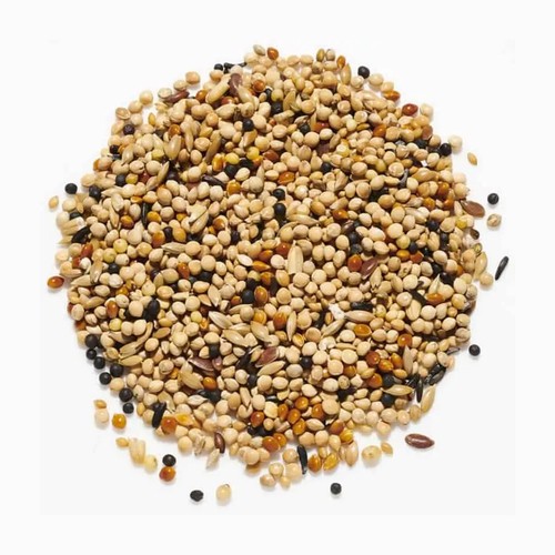 Foreign finch seed - finch, zebra