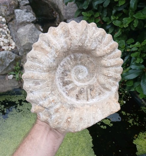 Large fossil ammonite - fossil,
