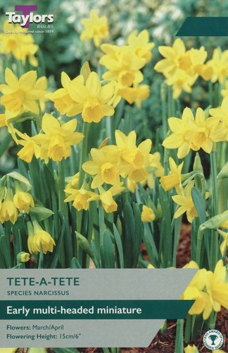 Narcissus tete - narcissus, 'tete