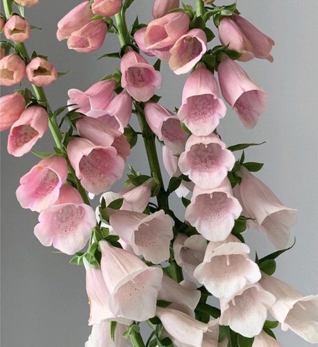 Digitalis 100 seeds - digitalis,