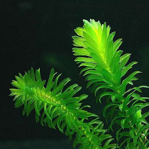 Oxygenating weed elodea - oxygenating,