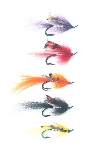 Arctic ally shrimp - arctic,