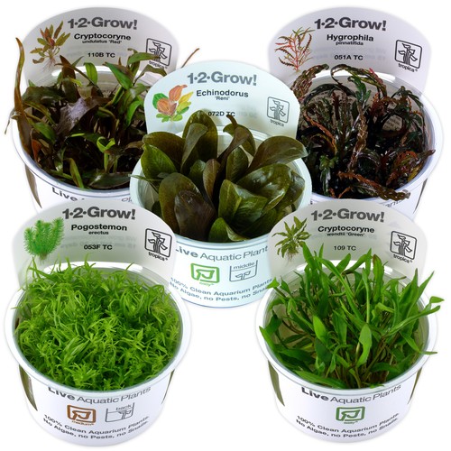 Tropica live aquarium plants - live,