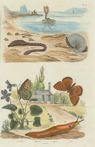 Lugworm argonaut paper - lugworm.argonaut, (paper