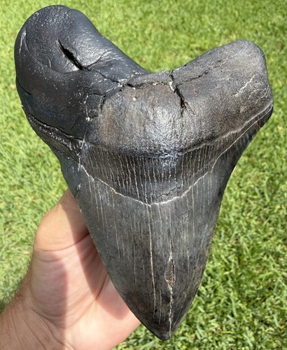 Megalodon shark - megalodon,