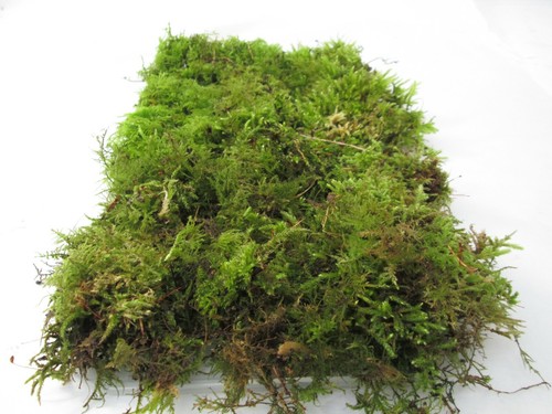 Live green moss - live, 30x20cm