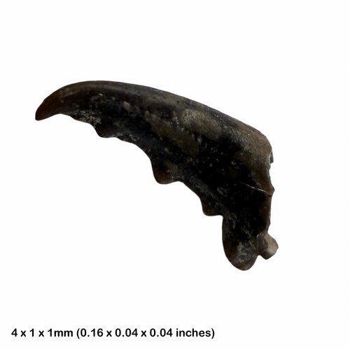 Rare eocene small - rare,