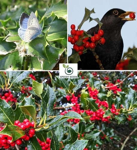 Holly seeds ilex - seeds, 50+
