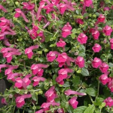 Scutellaria Plug Plants Alpine Pink Purple Flower Perennial Texas Rose Pack of 3