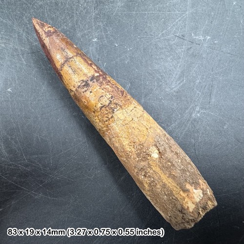 Spinosaurus dinosaur tooth - spinosaurus,